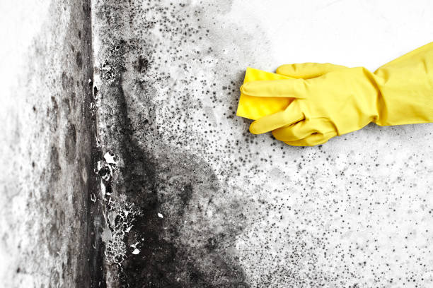 Best Residential Mold Remediation in Bismarck, ND