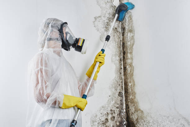 Best HVAC Mold Remediation in Bismarck, ND