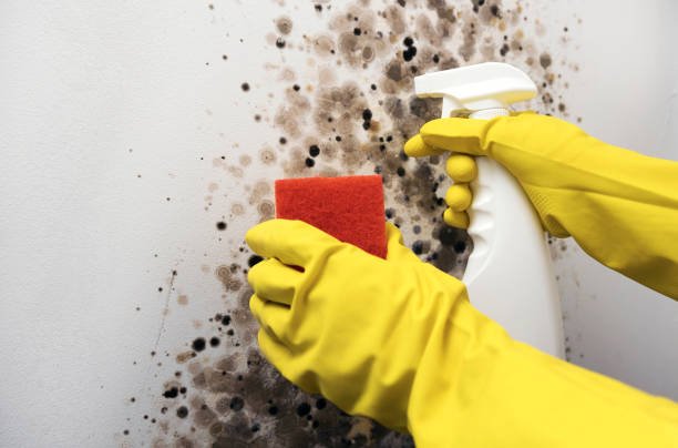 Best Insurance-Related Mold Remediation in Bismarck, ND