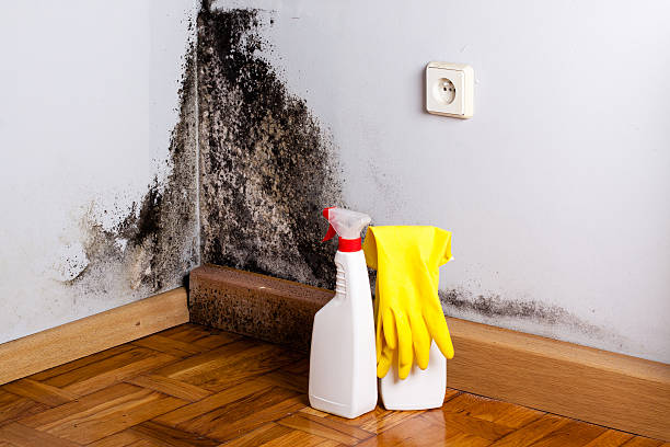 Professional Mold Remediation in Bismarck, ND